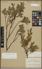 Foto von Salix arbuscula L.